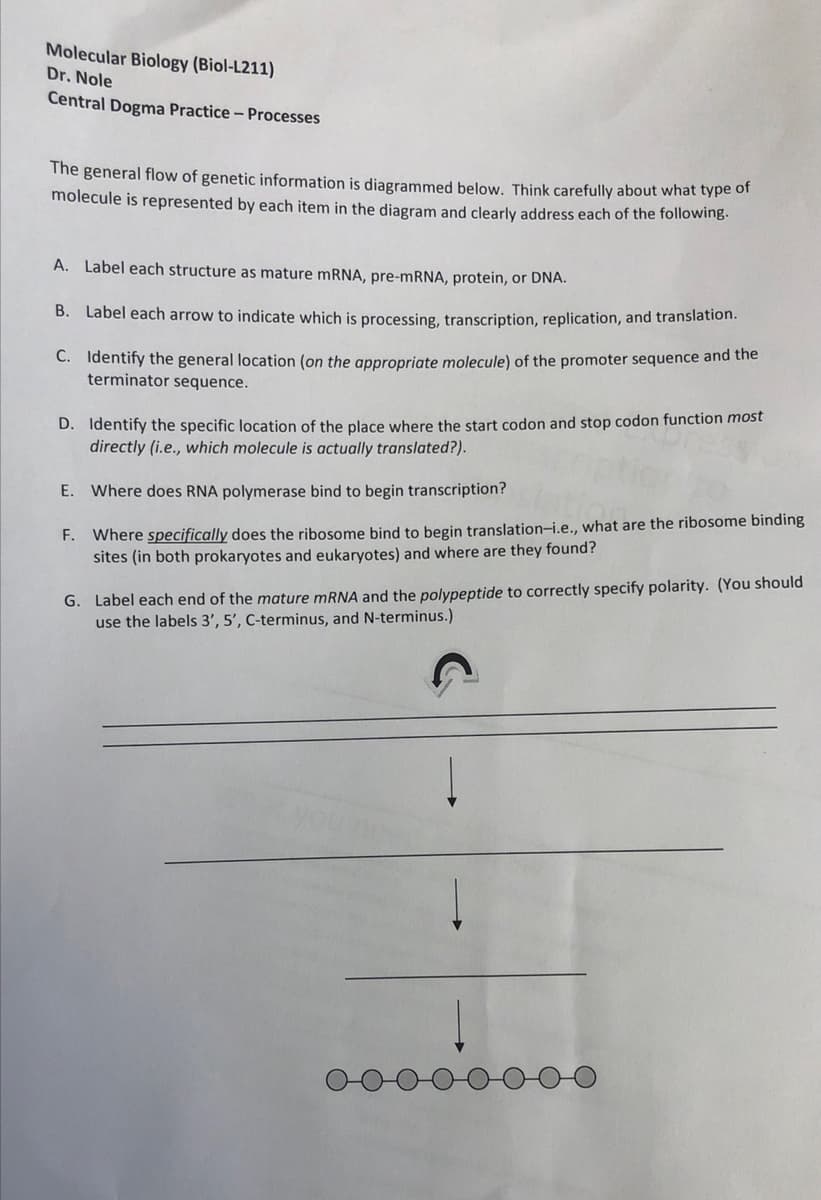 Molecular Biology (Biol-L211)
Dr. Nole
Central Dogma Practice - Processes
The general flow of genetic information is diagrammed below. Think carefully about what type of
molecule is represented by each item in the diagram and clearly address each of the following.
A. Label each structure as mature mRNA, pre-mRNA, protein, or DNA.
B. Label each arrow to indicate which is processing, transcription, replication, and translation.
C.
Identify the general location (on the appropriate molecule) of the promoter sequence and the
terminator sequence.
D. Identify the specific location of the place where the start codon and stop codon function most
directly (i.e., which molecule is actually translated?).
E.
Where does RNA polymerase bind to begin transcription?
F. Where specifically does the ribosome bind to begin translation-i.e., what are the ribosome binding
sites (in both prokaryotes and eukaryotes) and where are they found?
G. Label each end of the mature mRNA and the polypeptide to correctly specify polarity. (You should
use the labels 3', 5', C-terminus, and N-terminus.)