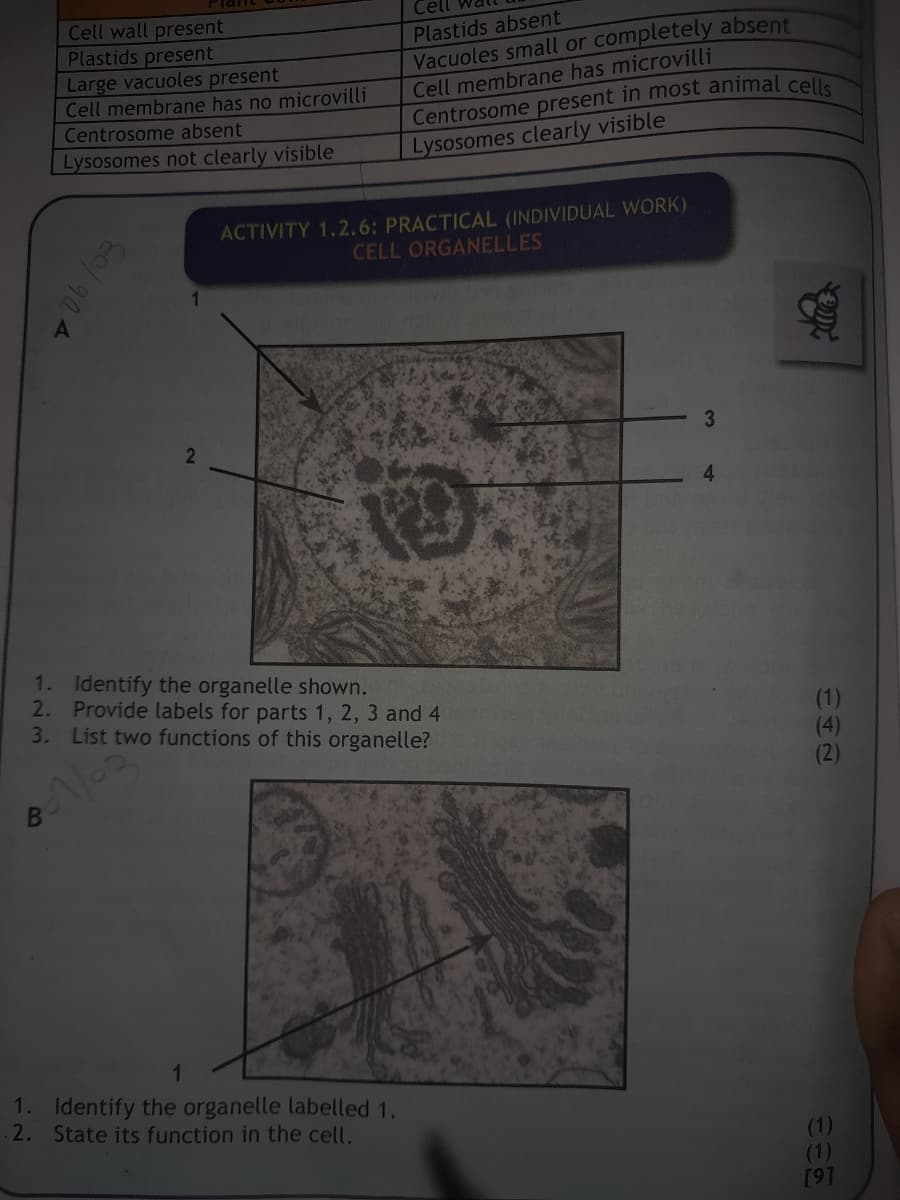 Cell wall present
Plastids present
Large vacuoles present
Cell membrane has no microvilli
Centrosome absent
Lysosomes not clearly visible
06/03
B
01/02
2
Cell
Plastids absent
Vacuoles small or completely absent
Cell membrane has microvilli
Centrosome present in most animal cells
Lysosomes clearly visible
ACTIVITY 1.2.6: PRACTICAL (INDIVIDUAL WORK)
CELL ORGANELLES
1. Identify the organelle shown.
2. Provide labels for parts 1, 2, 3 and 4
3. List two functions of this organelle?
10
1. Identify the organelle labelled 1.
2. State its function in the cell.
3
(1)
(4)
(2)
(1)
(1)
[9]