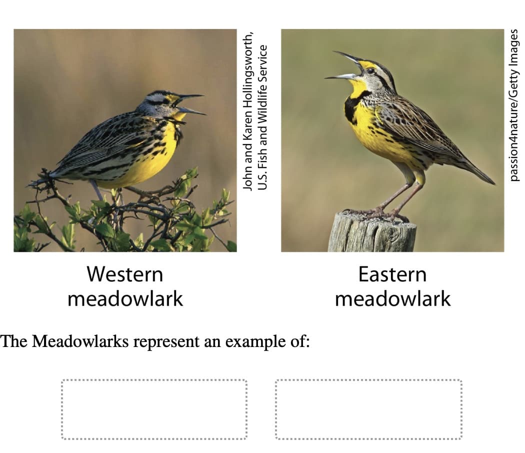 The Meadowlarks represent an
example of:
meadowlark
Western
meadowlark
Eastern
John and Karen Hollingsworth,
U.S. Fish and Wildlife Service
passion4nature/Getty Images