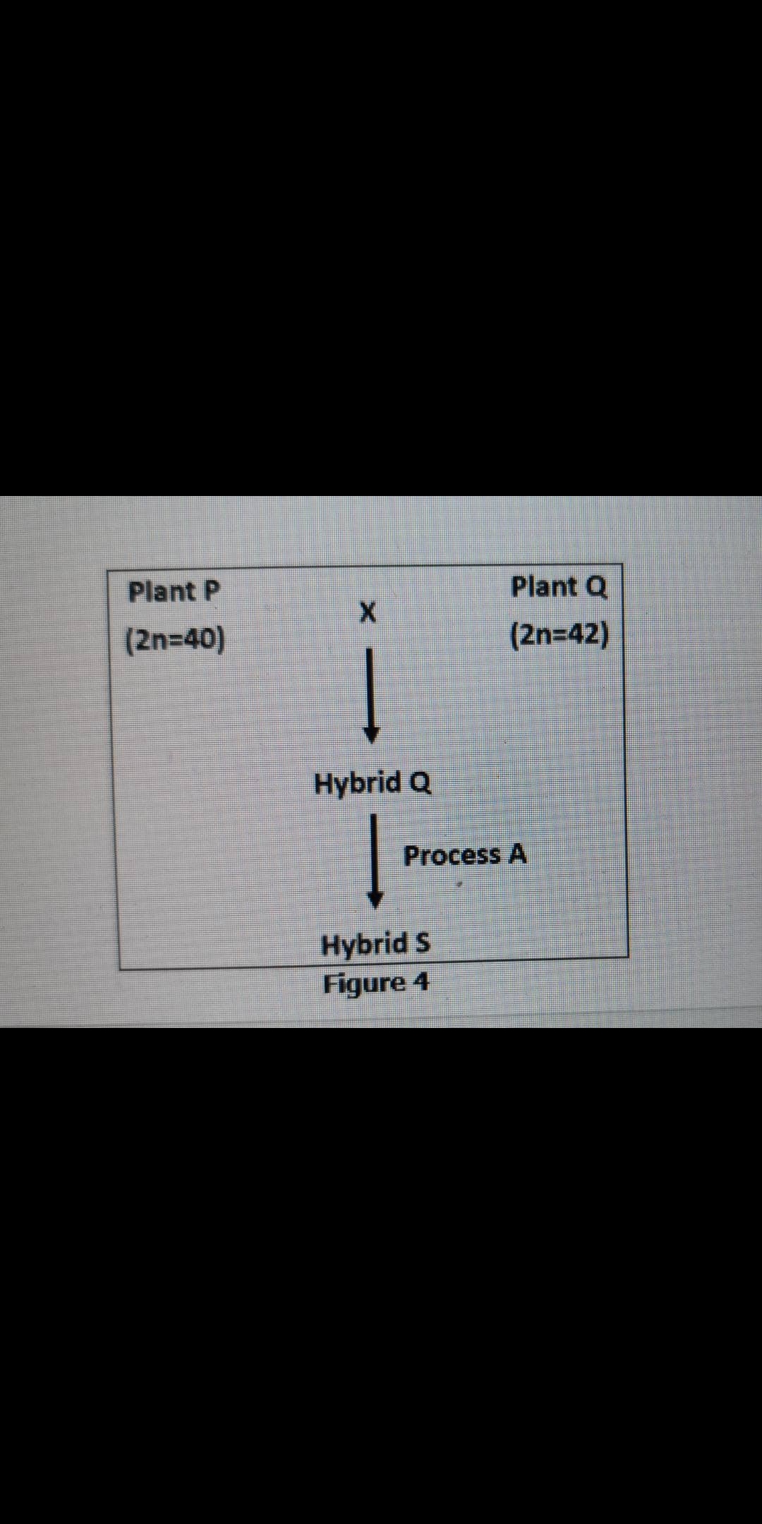 Plant P
Plant Q
(2n=40)
(2n=42)
Hybrid Q
Process A
Hybrid S
Figure 4
