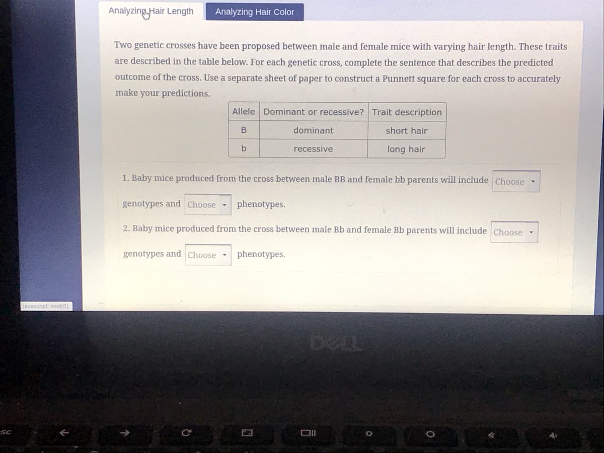 AnalyzingHair Length
Analyzing Hair Color
Two genetic crosses have been proposed between male and female mice with varying hair length. These traits
are described in the table below. For each genetic cross, complete the sentence that describes the predicted
outcome of the cross. Use a separate sheet of paper to construct a Punnett square for each cross to accurately
make your predictions.
Allele Dominant or recessive? Trait description
B
dominant
short hair
recessive
long hair
1. Baby mice produced from the cross between male BB and female bb parents will include Choose
genotypes and Choose -
phenotypes.
2. Baby mice produced from the cross between male Bb and female Bb parents will include Choose
genotypes and Choose -
phenotypes.
javascript void(0),
DELL
SC
