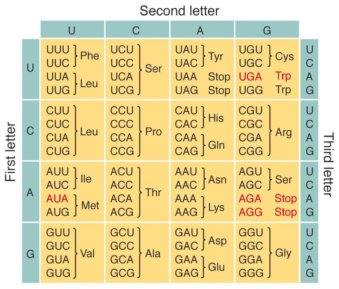 First letter
U
A
G
U
UUU
UUC
UUA
UUG}
CUU
CUC
CUA
CUG
AUU
r
AUG}
GUU
GUC
GUA
GUG
Phe
Leu
Leu
lle
Met
Val
C
UCU
UCC
UCA
UCG
CCU
CCC
CCA
CCG
ACU
ACC
ACA
ACG
Second letter
A
UAU 1
UAC
UAA Stop UGA Trp
UAG Stop UGG Trp
GCU
GCC
GCA
GCG
Ser
Pro
Thr
Ala
CAU
CAC His
CAA
CAG J
GAU
GAC
GAA
Tyr
1
AAU 1
AAC Asn
AAA
Lys
AAG
{}
GAG
Gln
Asp
Glu
G
UGU} Cys
UGC
CGU
CGC
CGA
CGG
GGU
GGC
GGA
GGG
Arg
}
AGU
AGC
AGA Stop A
AGG Stop G
Ser
G
Gly
UCAG
C
Third letter