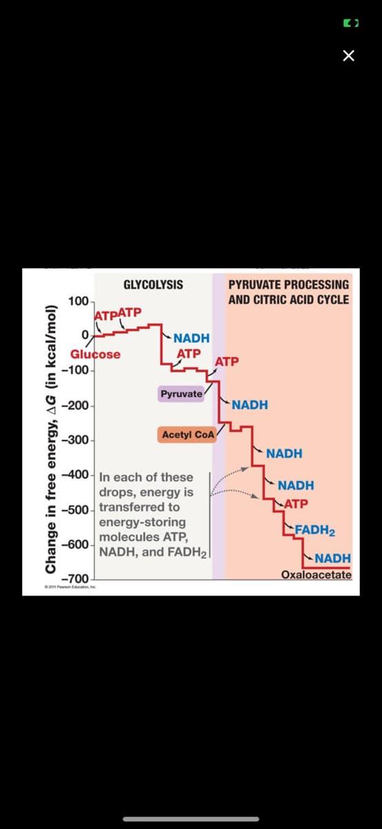 Change in free energy, AG (in kcal/mol)
100-
0
Glucose
ATPATP
-100-
-200-
-300-
-600-
GLYCOLYSIS
-700
©2011 Pearson Education, Inc.
NADH
ATP
Pyruvate
-400- In each of these
drops, energy is
-500 transferred to
energy-storing
molecules ATP,
NADH, and FADH₂
Acetyl CoA
ATP
PYRUVATE PROCESSING
AND CITRIC ACID CYCLE
NADH
NADH
X 5
NADH
ATP
►FADH2
NADH
Oxaloacetate