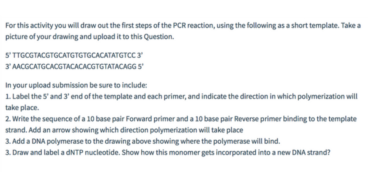 For this activity you will draw out the first steps of the PCR reaction, using the following as a short template. Take a
picture of your drawing and upload it to this Question.
5' TTGCGTACGTGCATGTGTGCACATATGTCC 3'
3' AACGCATGCACGTACACACGTGTATACAGG 5°
In your upload submission be sure to include:
1. Label the 5' and 3' end of the template and each primer, and indicate the direction in which polymerization will
take place.
2. Write the sequence of a 10 base pair Forward primer and a 10 base pair Reverse primer binding to the template
strand. Add an arrow showing which direction polymerization will take place
3. Add a DNA polymerase to the drawing above showing where the polymerase will bind.
3. Draw and label a DNTP nucleotide. Show how this monomer gets incorporated into a new DNA strand?
