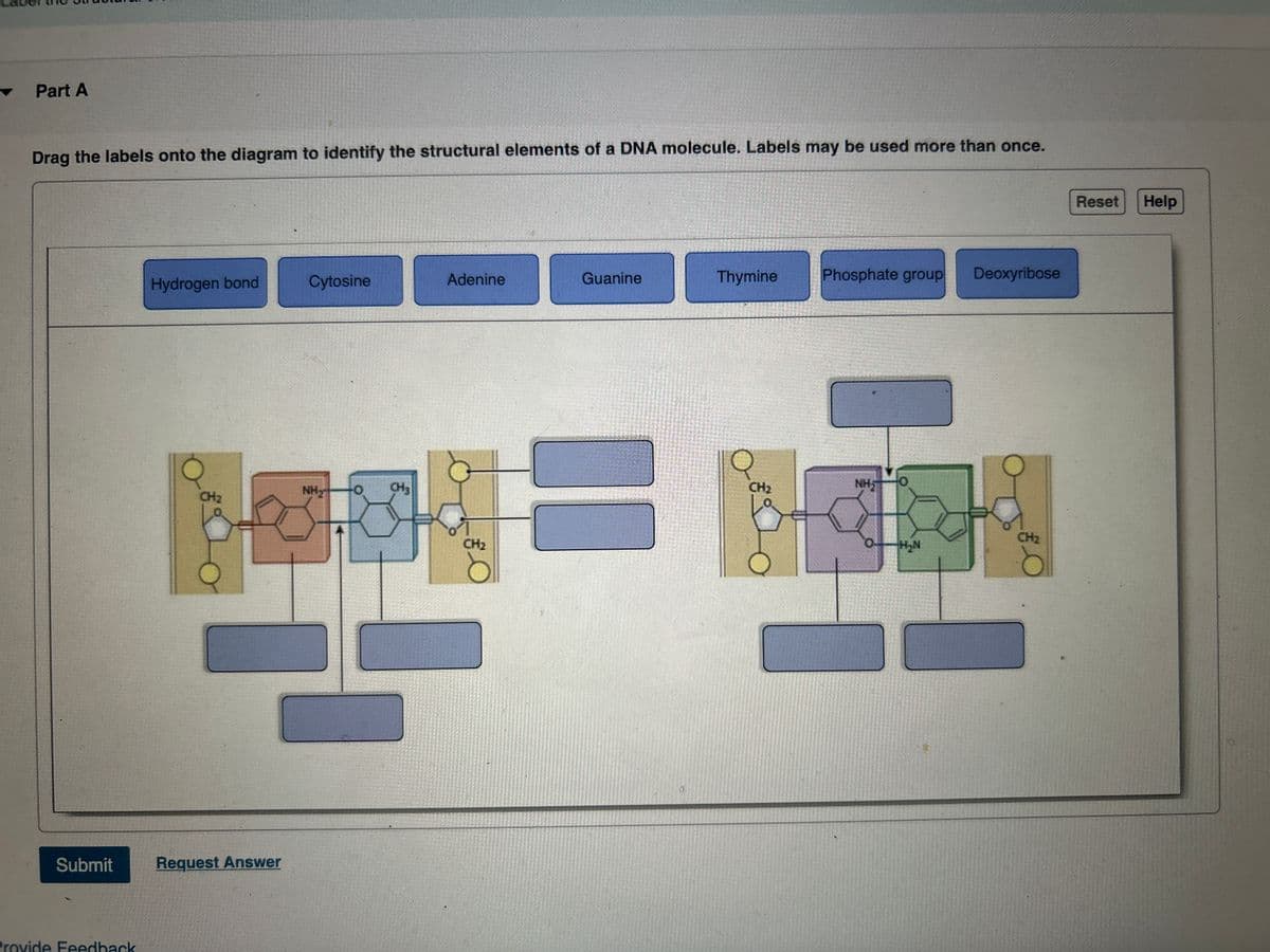 Part A
Drag the labels onto the diagram to identify the structural elements of a DNA molecule. Labels may be used more than once.
Submit
Provide Feedback
Hydrogen bond
CH₂
Request Answer
Cytosine
NH₂ O
CH3
Adenine
CH₂
Guanine
Thymine
Phosphate group Deoxyribose
CH₂
0
K
HO
NH
H₂N
CH₂
Reset
Help