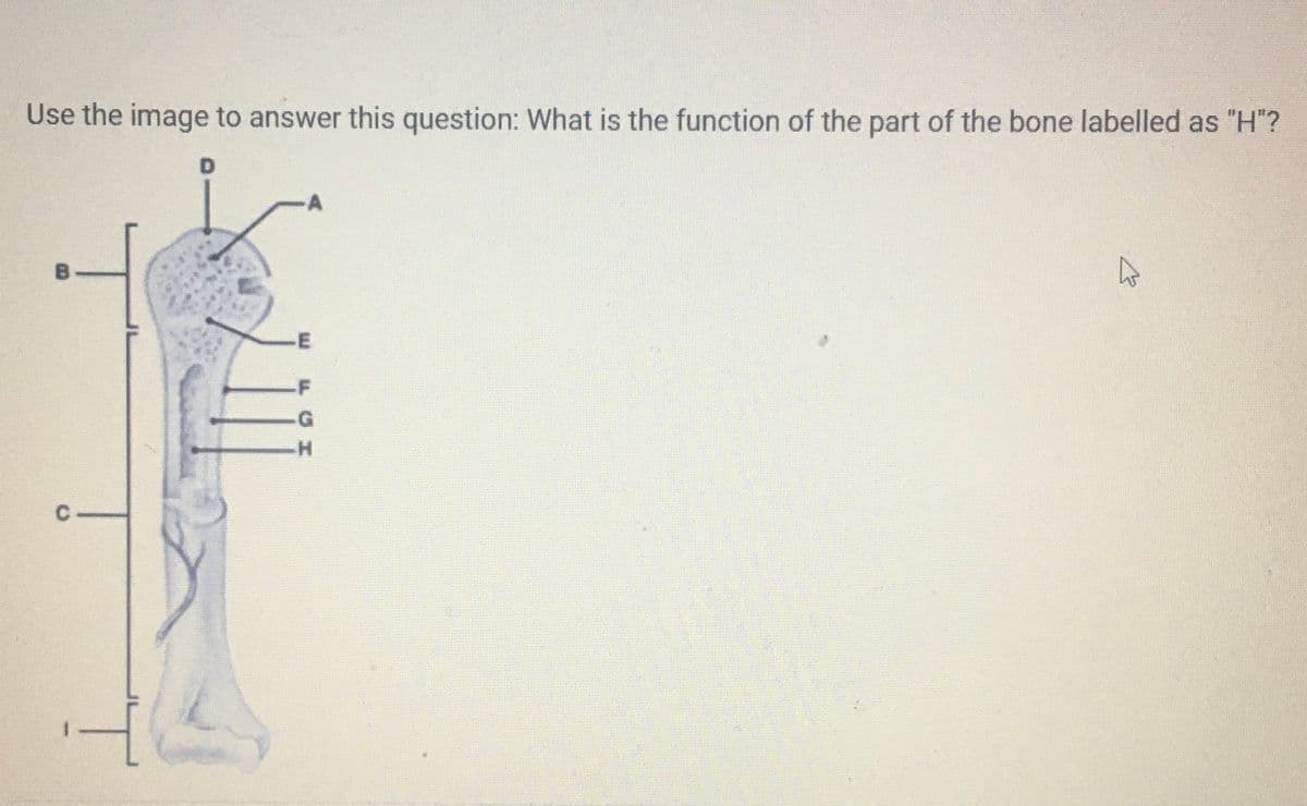 Use the image to answer this question: What is the function of the part of the bone labelled as "H"?
C
D
A
7111