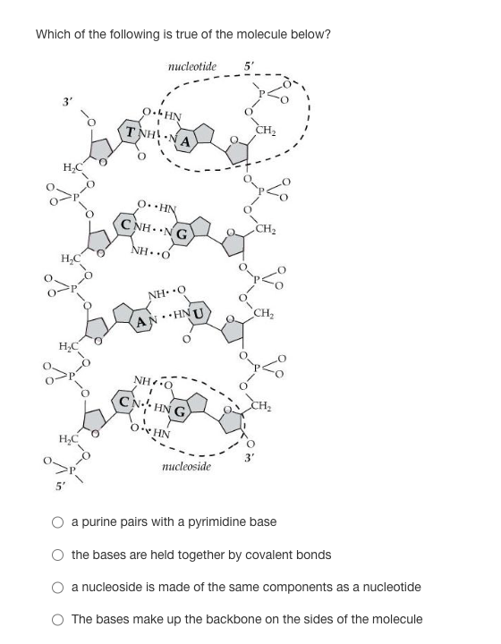 Which of the following is true of the molecule below?
nucleotide 5'
3′
H₂C
H₂C
TNHNA
O. HN
CNH…NG
NH O
NH O
HNU
NH O
CNHNG
OHN
nucleoside
CH₂
CH₂
a purine pairs with a pyrimidine base
the bases are held together by covalent bonds
a nucleoside is made of the same components as a nucleotide
The bases make up the backbone on the sides of the molecule