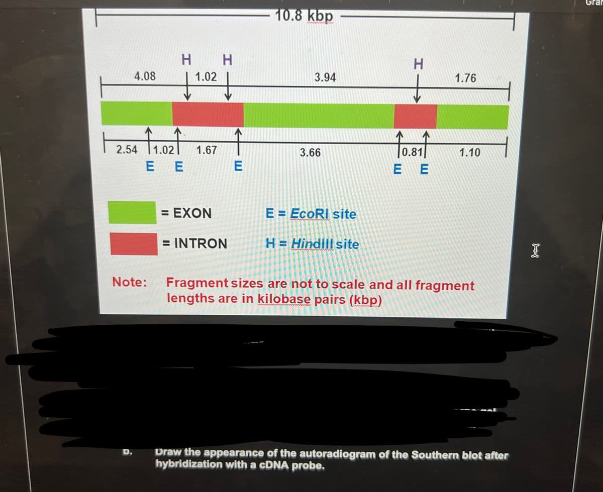 4.08
H H
1.02
2.54 11.021
E E
Note:
1.67
= EXON
= INTRON
E
10.8 kbp
3.94
3.66
E = EcoRI site
H = Hindill site
H
0.81
EE
1.76
1.10
Fragment sizes are not to scale and all fragment
lengths are in kilobase pairs (kbp)
Draw the appearance of the autoradiogram of the Southern blot after
hybridization with a cDNA probe.
I