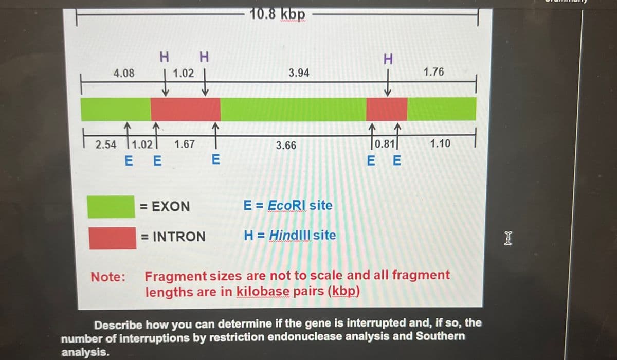 1₂
4.08
H
Note:
1.02
2.54 1.02 1.67
E E
= EXON
H
= INTRON
Î
E
10.8 kbp
3.94
3.66
E = EcoRI site
H = Hindill site
HI
10.sht
E E
1.76
1.10
Fragment sizes are not to scale and all fragment
lengths are in kilobase pairs (kbp)
Describe how you can determine if the gene is interrupted and, if so, the
number of interruptions by restriction endonuclease analysis and Southern
analysis.
I