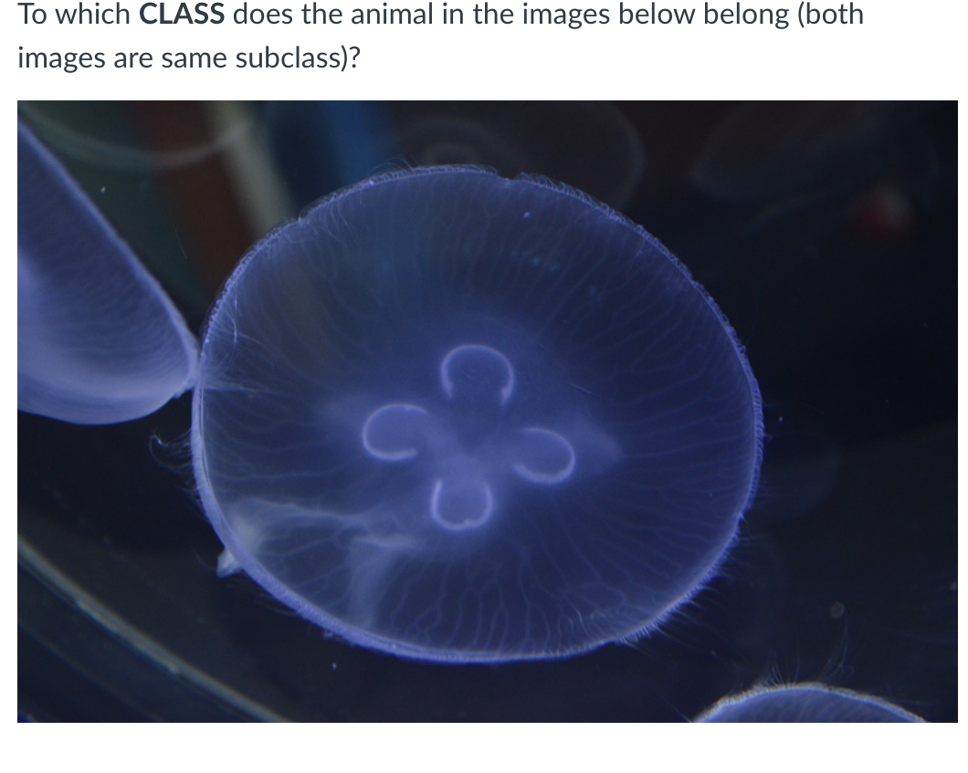 To which CLASS does the animal in the images below belong (both
images are same subclass)?
&
83
