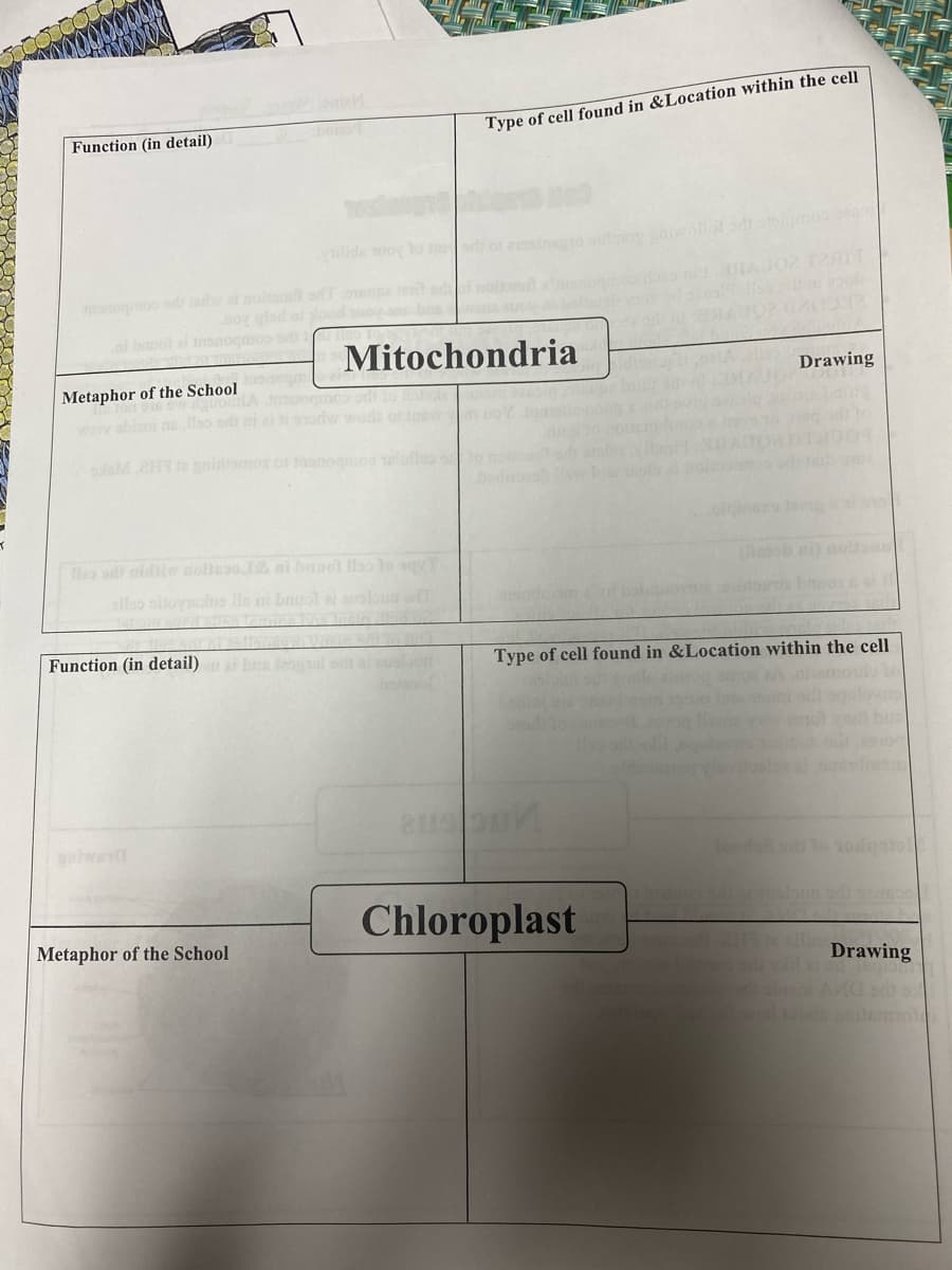 bon
Type of cell found in &Location within the cell
Function (in detail)
ilide oy lo o
ingro out aioliot l
monoghoo dadw ai nolio ad pa len
o glod
n baol ai nonogmos ob
Mitochondria
Drawing
Metaphor of the School
odi to A
wore of e
weiv sbleni llso
laM.2HT gnidramo o taanoqoo lulloo
To a nidiie nobeo ni bnsot lla lo agy T
(eb
ellso oilone lle ni bruol ai arsloua
Function (in detail)
ai bns Jaosal sd
Type of cell found in &Location within the cell
Chloroplast
Metaphor of the School
Drawing
