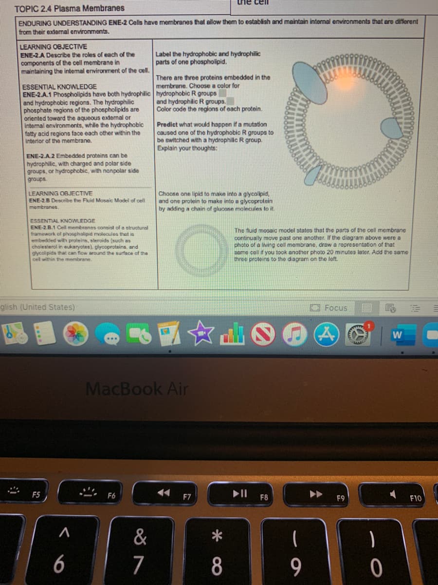 he cell
TOPIC 2.4 Plasma Membranes
ENDURING UNDERSTANDING ENE-2 Cells have membranes that allow them to establish and maintain internal environments that ere diferent
from their external environments.
LEARNING OBJECTIVE
ENE-2.A Desaribe the roles of each of the
components of the cell membrane in
maintaining the intemal environment of the cell.
Label the hydrophobic and hydrophilic
parts of one phospholipid.
There are three proteins embedded in the
membrane. Choose a color for
ESSENTIAL KNOWLEDGE
ENE-2.A.1 Phospholipids have both hydrophilic hydrophobic R groups
and hydrophobic regions. The hydrophilic
phosphate regions of the phospholipids are
oriented toward the aqueous external or
internal environments, while the hydrophobic
and hydrophilic R groups.
Color oode the regions of each protein.
Predict what would happen if a mutation
caused one of the hydrophobic R groups to
be switched with a hydrophilic R group.
Explain your thoughts:
fatty acid regions face each other within the
interior of the membrane.
ENE-2.A.2 Embedded proteins can be
hydrophilic, with charged and polar side
groups, or hydrophobic, with nonpolar side
groups.
LEARNING OBJECTIVE
ENE-2B Describe the Fluid Mosait Model of celI
Choose one lipid to make into a glycolipid,
and one protein to make into a glycoprotein
by adding a chain of glucosn molecules to it.
membranes.
ESSENTIAL KNOWLEDGE
ENE-2B.1 Cell membranes consist of a structural
framework of phospholipid molocules that is
embedded wilh proteins, steroids (such as
cholesterol in eukaryates), glycoproteins. and
glycolipids that can fiow around the surface of the
cel within the membrane.
The tuid mosaic model states that the parts of the cell membrane
continually move past one another. If the diagram above were a
photo of a living cell membrane, drew a representation of that
same coll if you took another photo 20 minutes later. Add the same
three proteins to the diagram on the left.
glish (United States)
回 Focus
6國☆山
MacBook Air
F5
F6
F7
II
F8
F9
F10
&
一
6
7
8
9.
