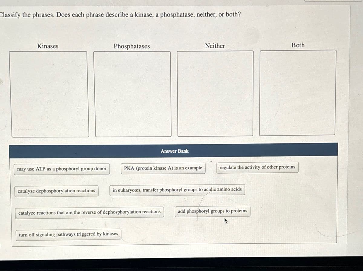 Classify the phrases. Does each phrase describe a kinase, a phosphatase, neither, or both?
Kinases
Phosphatases
Answer Bank
Neither
Both
may use ATP as a phosphoryl group donor
PKA (protein kinase A) is an example
regulate the activity of other proteins
catalyze dephosphorylation reactions
in eukaryotes, transfer phosphoryl groups to acidic amino acids
catalyze reactions that are the reverse of dephosphorylation reactions
add phosphoryl groups to proteins
turn off signaling pathways triggered by kinases