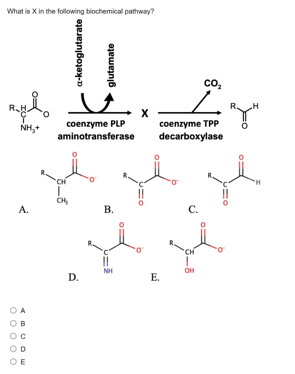 What is X in the following biochemical pathway?
O O O O O
NH3 +
A.
A
ош
O
R
CH
a-ketoglutarate
coenzyme PLP
aminotransferase
CH3
D.
glutamate
0
B.
||
NH
R.
X
0™
coenzyme TPP
decarboxylase
E.
0™
C.
CH
CO₂
OH
O™
R.
H
'Н