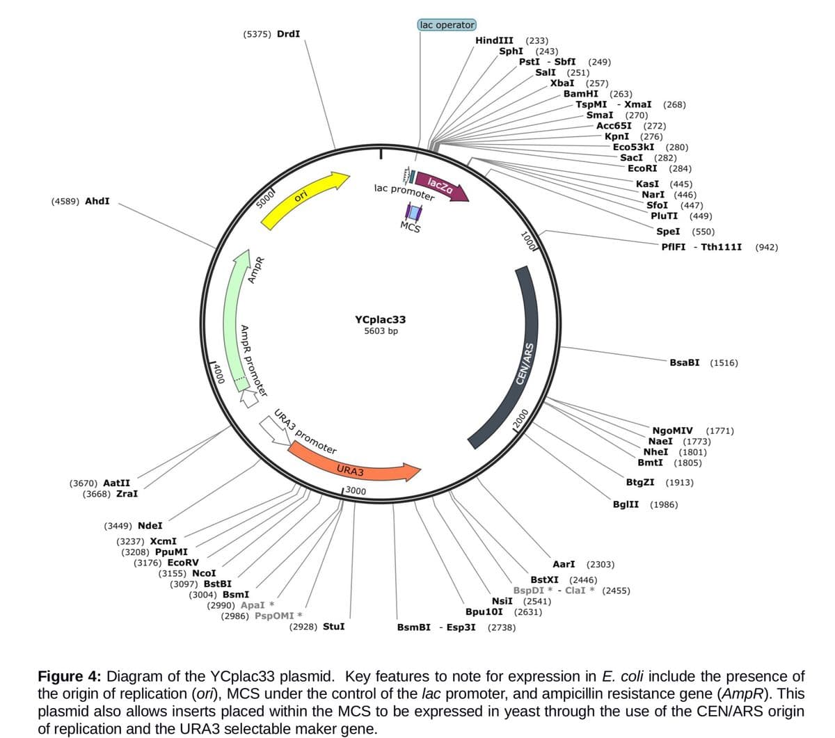 (4589) AhdI
(3670) AatII
(3668) ZraI
(3449) NdeI
14000
(5375) DrdI
AmpR promoter
5000
AmpR
ori
URA3 promoter
(3237) XcmI
(3208) PpUMI
(3176) ECORV
(3155) NcoI
(3097) BstBI
(3004) BsmI
(2990) ApaI *
(2986) PsPOMI *
URA3
(2928) StuI
YCplac33
5603 bp
3000
lac operator
lac promoter
MCS
lacza
HindIII (233)
SphI (243)
PstI - SbfI (249)
SalI (251)
XbaI (257)
BsmBI Esp31 (2738)
1000
CEN/ARS
2000
BamHI (263)
TspMI - XmaI (268)
SmaI (270)
(272)
KpnI (276)
Acc651
Eco53kI (280)
SacI (282)
EcoRI (284)
AarI (2303)
KasI (445)
NarI (446)
BstXI (2446)
BspDI * ClaI* (2455)
NsII (2541)
Bpu10I (2631)
SfoI (447)
PluTI (449)
Spel (550)
PfIFI
BsaBI (1516)
BtgZI (1913)
BgIII (1986)
-
. Tth111I (942)
NgoMIV (1771)
NaeI (1773)
Nhel (1801)
BmtI (1805)
Figure 4: Diagram of the YCplac33 plasmid. Key features to note for expression in E. coli include the presence of
the origin of replication (ori), MCS under the control of the lac promoter, and ampicillin resistance gene (AmpR). This
plasmid also allows inserts placed within the MCS to be expressed in yeast through the use of the CEN/ARS origin
of replication and the URA3 selectable maker gene.