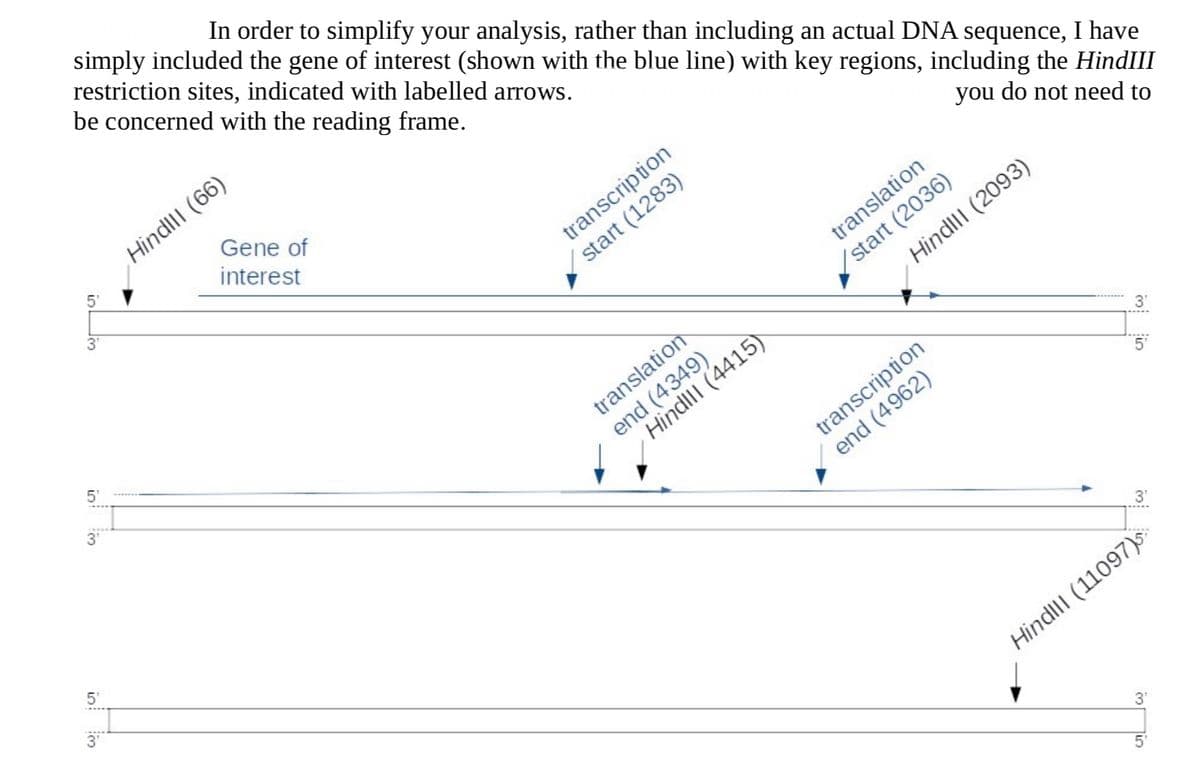 In order to simplify your analysis, rather than including an actual DNA sequence, I have
simply included the gene of interest (shown with the blue line) with key regions, including the HindIII
restriction sites, indicated with labelled arrows.
you do not need to
be concerned with the reading frame.
5'
3'
5'
3'
5'
W:
Gene of
interest
HindIll (66)
transcription
start (1283)
translation
end (4349)
Hindill (4415)
translation
start (2036)
Hindill (2093)
transcription
end (4962)
3'
5:
3'
Hindill (11097).
3'
5