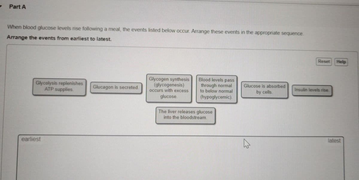 - Part A
When blood glucose levels rise following a meal, the events listed below occur. Arrange these events in the appropriate sequence.
Arrange the events from earliest to latest.
Reset
Help
Glycogen synthesis
Glycolysis replenishes
ATP supplies.
(glycogenesis)
occurs with excess
Blood levels pass
through normal
to below normal
Glucose is absorbed
by cells.
Glucagon is secreted.
Insulin levels rise.
glucose.
(hypoglycemic).
The liver releases glucose
into the bloodstream.
earliest
latest
