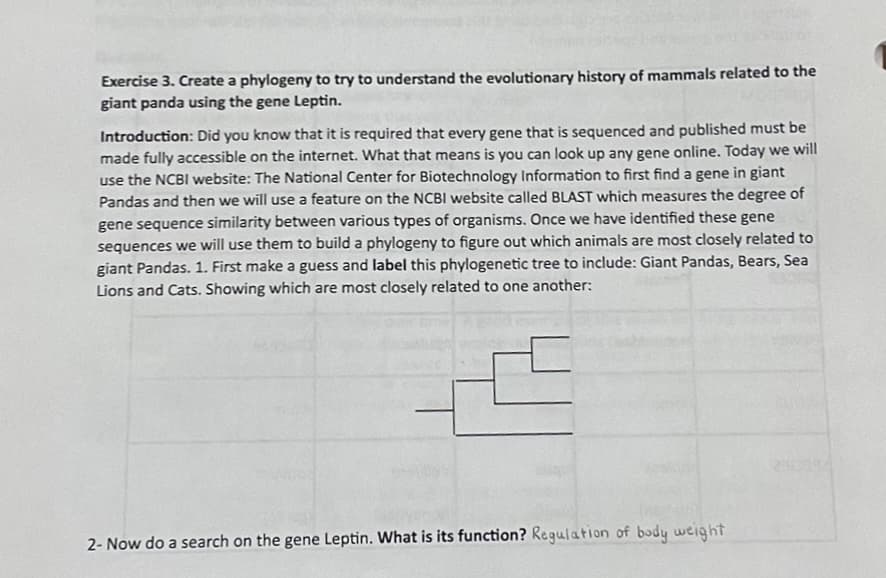 Exercise 3. Create a phylogeny to try to understand the evolutionary history of mammals related to the
giant panda using the gene Leptin.
Introduction: Did you know that it is required that every gene that is sequenced and published must be
made fully accessible on the internet. What that means is you can look up any gene online. Today we will
use the NCBI website: The National Center for Biotechnology Information to first find a gene in giant
Pandas and then we will use a feature on the NCBI website called BLAST which measures the degree of
gene sequence similarity between various types of organisms. Once we have identified these gene
sequences we will use them to build a phylogeny to figure out which animals are most closely related to
giant Pandas. 1. First make a guess and label this phylogenetic tree to include: Giant Pandas, Bears, Sea
Lions and Cats. Showing which are most closely related to one another:
1
2-Now do a search on the gene Leptin. What is its function? Regulation of body weight