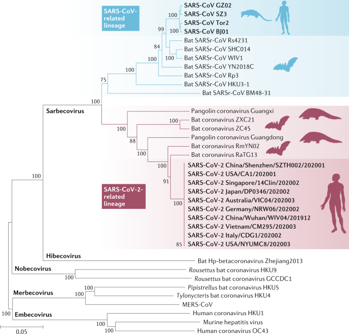 100
Sarbecovirus
Hibecovirus
Nobecovirus
0.05
Merbecovirus
100 Embecovirus
100
100
100
100
SARS-CoV-
related
lineage
75
100
100
100
100
88
SARS-CoV-2-
related
lineage
100
SARS-CoV GZ02
100 SARS-CoV SZ3
-SARS-CoV Tor2
99 100 SARS-CoV BJ01
84
100 100
100
91
100
Bat SARSr-CoV Rs4231
Bat SARSr-CoV SHC014
Bat SARS-CoV WIV1
Bat SARSr-CoV YN2018C
Bat SARSr-CoV Rp3
Bat SARSr-CoV HKU3-1
100
Bat SARSr-CoV BM48-31
- Pangolin coronavirus Guangxi
Bat coronavirus ZXC21
Bat coronavirus ZC45
- Pangolin coronavirus Guangdong
Bat coronavirus RmYN02
Bat coronavirus RaTG13
SARS-CoV-2 China/Shenzhen/SZTH002/202001
SARS-CoV-2 USA/CA1/202001
SARS-CoV-2 Singapore/14Clin/202002
SARS-CoV-2 Japan/DP0346/202002
SARS-CoV-2 Australia/VIC04/202003
SARS-CoV-2 Germany/NRW06/202002
SARS-CoV-2 China/Wuhan/WIV04/201912
SARS-CoV-2 Vietnam/CM295/202003
SARS-CoV-2 Italy/CDG1/202002
85 SARS-CoV-2 USA/NYUMC8/202003
Bat Hp-betacoronavirus Zhejiang2013
Rousettus bat coronavirus HKU9
Rousettus bat coronavirus GCCDC1
Pipistrellus bat coronavirus HKUS
Tylonycteris bat coronavirus HKU4
MERS-CoV
Human coronavirus HKU1
Murine hepatitis virus
Human coronavirus OC43