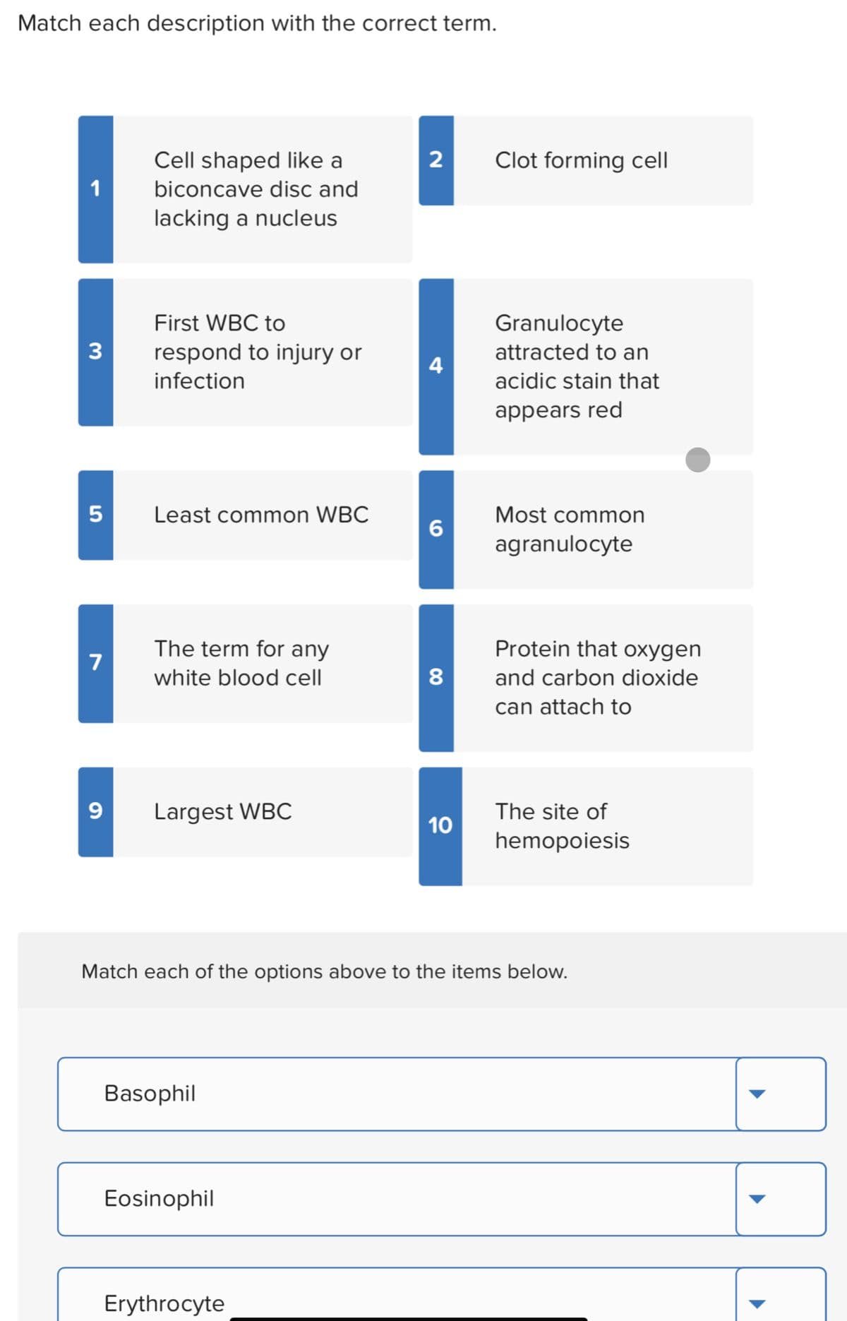 Match each description with the correct term.
Cell shaped like a
Clot forming cell
1
biconcave disc and
lacking a nucleus
First WBC to
Granulocyte
3
respond to injury or
infection
attracted to an
4
acidic stain that
appears red
Least common WBC
Most common
agranulocyte
The term for any
Protein that oxygen
7
white blood cell
8
and carbon dioxide
can attach to
Largest WBC
The site of
10
hemopoiesis
Match each of the options above to the items below.
Basophil
Eosinophil
Erythrocyte
