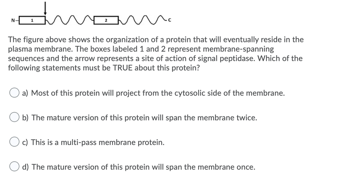 The figure above shows the organization of a protein that will eventually reside in the
plasma membrane. The boxes labeled 1 and 2 represent membrane-spanning
sequences and the arrow represents a site of action of signal peptidase. Which of the
following statements must be TRUE about this protein?
O a) Most of this protein will project from the cytosolic side of the membrane.
O b) The mature version of this protein will span the membrane twice.
c) This is a multi-pass membrane protein.
O d) The mature version of this protein will span the membrane once.

