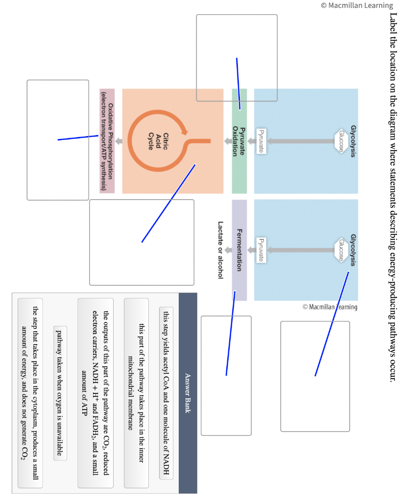© Macmillan Learning
Label the location on the diagram where statements describing energy-producing pathways occur.
Glycolysis
Glucose
Pyruvate
Pyruvate
Oxidation
Citric
Acid
Cycle
Oxidative Phosphorylation
(electron transport/ATP synthesis)
Glycolysis
Glucose
Pyruvate
Fermentation
Lactate or alcohol
Macmillan earning
Answer Bank
this step yields acetyl CoA and one molecule of NADH
this part of the pathway takes place in the inner
mitochondrial membrane
the outputs of this part of the pathway are CO2, reduced
electron carriers, NADH + H+ and FADH₂, and a small
amount of ATP
pathway taken when oxygen is unavailable
the step that takes place in the cytoplasm, produces a small
amount of energy, and does not generate CO₂