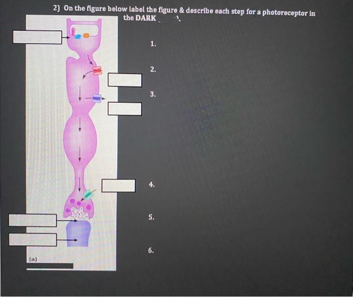 (a)
2) On the figure below label the figure & describe each step for a photoreceptor in
the DARK
1.
2.
3.
5.
6.