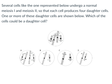 Several cells like the one represented below undergo a normal
meiosis I and meiosis II, so that each cell produces four daughter cells.
One or more of these daughter cells are shown below. Which of the
cells could be a daughter cell?