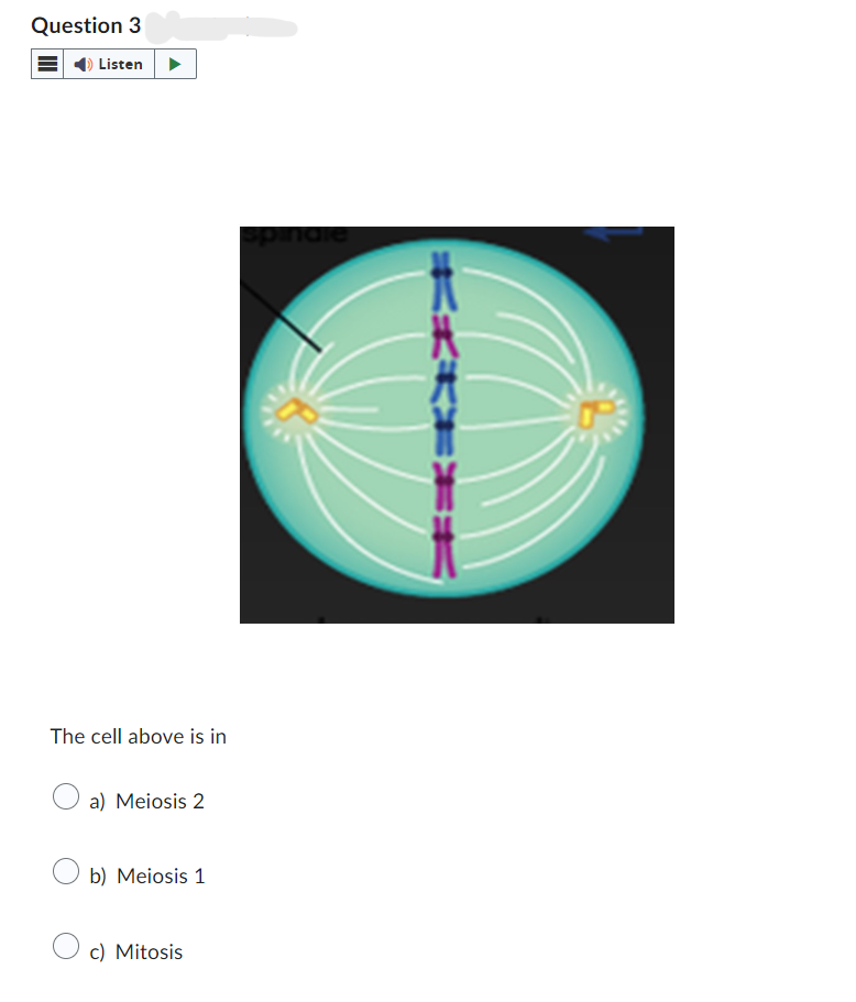 Question 3
Listen
The cell above is in
a) Meiosis 2
b) Meiosis 1
c) Mitosis
****