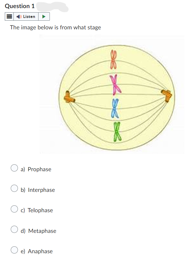 Question 1
Listen
The image below is from what stage
a) Prophase
b) Interphase
c) Telophase
d) Metaphase
e) Anaphase
8