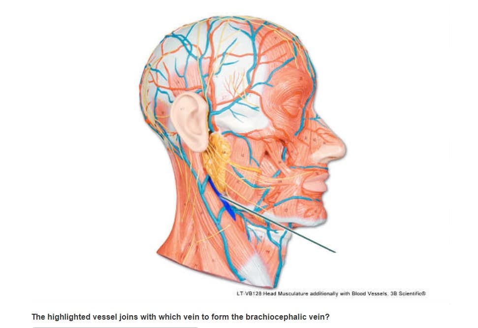 LT VB128 Head Musculature additionally with Blood Vessels. 3B Scientific
The highlighted vessel joins with which vein to form the brachiocephalic vein?