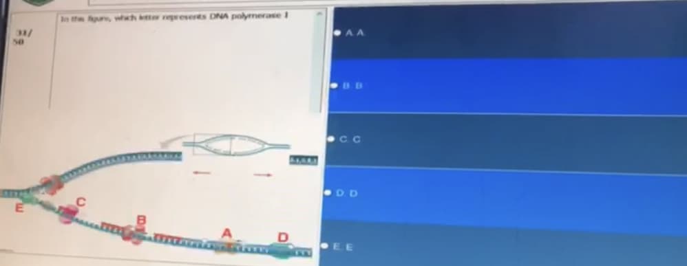 In the figure, which ketter represents DNA polymerase 1
D
AA
BB
C.C
DD
EE