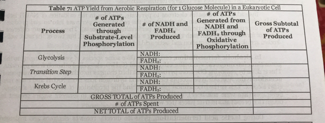 Table 7: ATP Yield from Aerobic Respiration (for 1 Glucose Molecule) in a Eukaryotic Cell
# of ATPS
Generated from
NADH and
FADH, through
Oxidative
# of ATPS
Generated
through
Substrate-Level
Phosphorylation
# of NADH and
FADH2
Produced
Gross Subtotal
of ATPS
Produced
Process
Phosphorylation
NADH:
FADH2:
NADH:
FADH2:
Glycolysis
Transition Step
NADH:
FADH2:
GROSS TOTAL of ATPS Produced
# of ATPS Spent
NET TOTAL of ATPS Produced
Krebs Cycle

