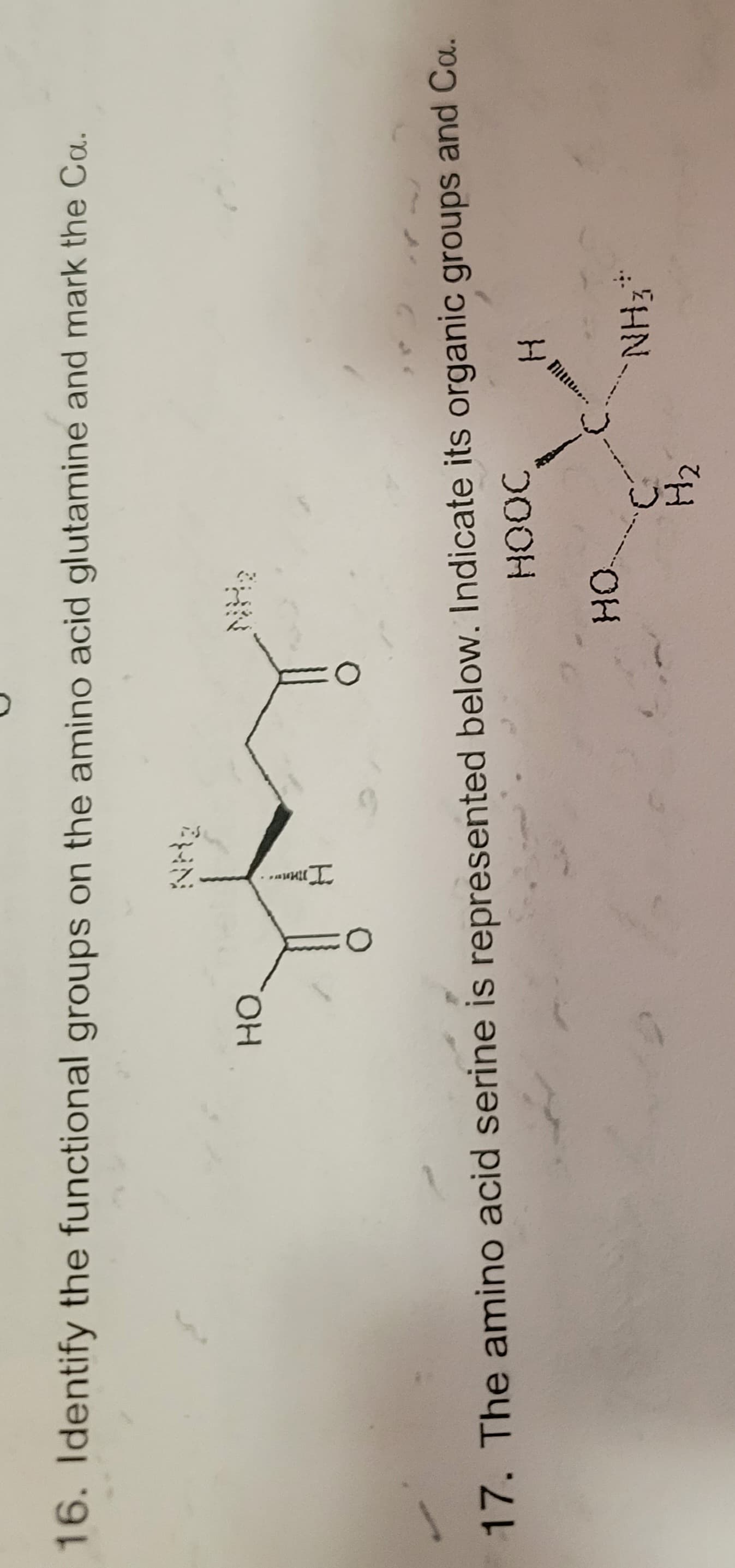 16. Identify the functional groups on the amino acid glutamine and mark the Ca.
HO.
NH₂
17. The amino acid serine is represented below. Indicate its organic groups and Ca.
HOOC
H
HO
H₂
C
m
NH₂