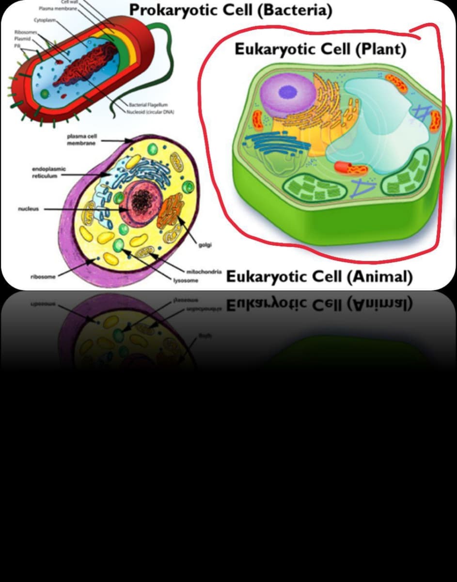 Prokaryotic Cell (Bacteria)
Plasma membrane
Cytoplasm
Rbosomes
Plasmid
Eukaryotic Cell (Plant)
acal Flagellum
Nucleoid icircular DNA
plasma cell
membrane
endoplasmic
reticulum
nucleus
mitochondria
Eukaryotic Cell (Animal)
ribosome
lysosome
EnKSLdoic C6|| ( )
wgocpouqu
