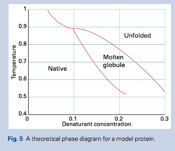 1
0.9
Unfolded
0.8
Molten
0.7
globule
Native
0.6
0.5
0.4
0.1
Denaturant concentration
0.2
0.3
Fig. 5 A theoretical phase diagram for a model protein.
Temperature
