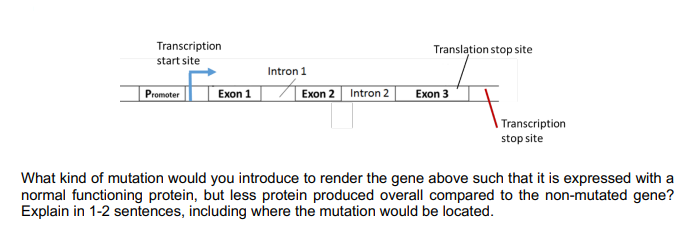 Transcription
Translation stop site
start site
Intron 1
Promoter
Exon 1
Exon 2 Intron 2
Exon 3
| Transcription
stop site
What kind of mutation would you introduce to render the gene above such that it is expressed with a
normal functioning protein, but less protein produced overall compared to the non-mutated gene?
Explain in 1-2 sentences, including where the mutation would be located.
