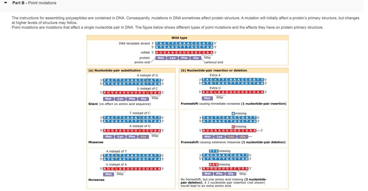 Part B - Point mutations
The instructions for assembling polypeptides are contained in DNA. Consequently, mutations in DNA sometimes affect protein structure. A mutation will initially affect a protein's primary structure, but changes
at higher levels of structure may follow.
Point mutations are mutations that affect a single nucleotide pair in DNA. The figure below shows different types of point mutations and the effects they have on protein primary structure.
(a) Nucleotide-pair substitution
Wild type
DNA template strand 3' TA C TT CA A A C CGATT5'
5' ATGAAGTTTG GCTA A 3'
mRNA 5' A U G AAGU U UGG CUA A 3'
protein Met Lys Phe - Gly Stop
amino end-
carboxyl end
Missense
3'T ACTT CA
5'
5'AT GAAGTTTGGTTAA 3'
U instead of C
5'AUGA AGUUUGGUUA A 3'
Met Lys Phe Gly Stop
Silent (no effect on amino acid sequence)
T instead of C
3'TACTT CA A ATC GAT T5'
5'ATGAAGTTTA GCTA A 3'
A instead of G
5'AUGA AGUUU AGCU A A 3'
Met Lys Phe Ser Stop
A instead of G
CAA
A instead of T
3'TA CAT CA A A C C G ATT5'
5'ATGTAG TTT G G C TA A 3'
Nonsense
U instead of A
5'AU GUAGU U UGGU U A A 3¹
Met Stop
(b) Nucleotide-pair insertion or deletion
Extra A
3'T A CATT CA A A C C GATT5'
5A T G T A A GIII G G CT A A 3
Extra U
5 AUGUAAG U U UGG CU A A 3¹
Met Stop
Frameshift causing immediate nonsense (1 nucleotide-pair insertion)
A missing
3'T ACTT CA AC C G ATT 5'
5'ATGAAGTT G G C T AA 3′
Umissing
5'AUGAAGU UGG CUA A...3′
Met Lys Leu Ala...
Frameshift causing extensive missense (1 nucleotide-pair deletion)
TTC missing
3' TA CAAACC GATT5'
5 ATGTTTG GCTA A 3'
AA G missing
5'AUGUUUGG CUA A 3'
Met Phe Gly Stop
No frameshift, but one amino acid missing (3 nucleotide-
pair deletion). A 3 nucleotide-pair insertion (not shown)
would lead to an extra amino acid.