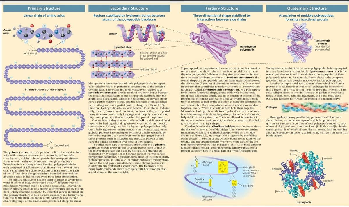 Amino
acids
Val
Phe
W
Arg 35
Lys
Asp
Lys
Thr 75
Tyr
Ser
Ser
Thr
30
Primary Structure
Linear chain of amino acids
115
Thr
Amino end
80
His Val Ala Val Asn lle Ala Pro Ser Gly Arg Val Ala Asp Leu Val Lys
70
+H₂N-Gly Pro The Gly The Gly Glu Ser Lys Cys
40
25
H
45
110
20
Primary structure of transthyretin
O
Ala Ala Asp Asp The Trp Glu Pro Phe Ala Ser Gly Lys Thr Ser Glu Ser
lle Giu Val Lys Tyr lle Gly Glu Val Pho Giu Glu Glu Thr The Leu Gly
120
125
Soo
Ala Val Val Thr Asn Pro Lys Glu
105
10
50
90
15
Pro
Tyr Trp Lys Ala Leu Gly ile Ser Pro Phe His Glu His Ala Glu Val Val
100
95
Ser Tyr Pro Ser Leu Leu Ala Ala Ile The Tyr Arg Arg Pro Gly Ser Asp
.......
Val
Leu
Met
His
Carboxyl end
The primary structure of a protein is a linked series of amino
acids with a unique sequence. As an example, let's consider
transthyretin, a globular blood protein that transports vitamin
A and one of the thyroid hormones throughout the body.
Transthyretin is made up of four identical polypeptide chains,
each composed of 127 amino acids. Shown here is one of these
chains unraveled for a closer look at its primary structure. Each
of the 127 positions along the chain is occupied by one of the
20 amino acids, indicated here by its three-letter abbreviation.
edly coiled or folded in patterns that contribute to the protein's
overall shape. These coils and folds, collectively referred to as
55 Leu secondary structure, are the result of hydrogen bonds between
the repeating constituents of the polypeptide backbone (not the
amino acid side chains). Within the backbone, the oxygen atoms
have a partial negative charge, and the hydrogen atoms attached
to the nitrogens have a partial positive charge (see Figure 2.16);
therefore, hydrogen bonds can form between these atoms. Individ-
ually, these hydrogen bonds are weak, but because they are repeated
many times over a relatively long region of the polypeptide chain,
they can support a particular shape for that part of the protein.
One such secondary structure is the a helix, a delicate coil held
together by hydrogen bonding between every fourth amino acid,
shown above. Although each transthyretin polypeptide has only
one a helix region (see tertiary structure on the next page), other
globular proteins have multiple stretches of a helix separated by
nonhelical regions (see hemoglobin on the next page). Some fi-
brous proteins, such as a-keratin, the structural protein of hair,
have the a helix formation over most of their length.
Glu
Phe
Thr
Asn
Secondary Structure
Regions stabilized by hydrogen bonds between
atoms of the polypeptide backbone
Gly Most proteins have segments of their polypeptide chains repeat-
a helix
The primary structure is like the order of letters in a very long
word. If left to chance, there would be 20¹7 different ways of
making a polypeptide chain 127 amino acids long. However, the
precise primary structure of a protein is determined not by the ran-
dom linking of amino acids, but by inherited genetic information.
The primary structure in turn dictates secondary and tertiary struc-
ture, due to the chemical nature of the backbone and the side
chains (R groups) of the amino acids positioned along the chain.
3 pleated sheet
Hydrogen bond
-B strand, shown as a flat
arrow pointing toward
the carboxyl end
-Hydrogen bond
The other main type of secondary structure is the B pleated
sheet. As shown above, in this structure two or more strands of
the polypeptide chain lying side by side (called B strands) are
connected by hydrogen bonds between parts of the two parallel
polypeptide backbones. ß pleated sheets make up the core of many
globular proteins, as is the case for transthyretin (see tertiary struc-
ture on the next page), and dominate some fibrous proteins, in-
cluding the silk protein of a spider's web. The teamwork of so
many hydrogen bonds makes each spider silk fiber stronger than
a steel strand of the same weight.
Tertiary Structure
Three-dimensional shape stabilized by
interactions between side chains
Superimposed on the patterns of secondary structure is a protein's
tertiary structure, shown above in a ribbon model of the trans-
thyretin polypeptide. While secondary structure involves interac-
tions between backbone constituents, tertiary structure is the
overall shape of a polypeptide resulting from interactions between
the side chains (R groups) of the various amino acids. One type of
interaction that contributes to tertiary structure is somewhat mis-
leadingly called a hydrophobic interaction. As a polypeptide
folds into its functional shape, amino acids with hydrophobic
(nonpolar) side chains usually end up in clusters at the core of the
protein, out of contact with water. Thus, a "hydrophobic interac-
tion" is actually caused by the exclusion of nonpolar substances by
water molecules. Once nonpolar amino acid side chains are close
together, van der Waals interactions help hold them together.
Meanwhile, hydrogen bonds between polar side chains and ionic
bonds between positively and negatively charged side chains also
help stabilize tertiary structure. These are all weak interactions in
the aqueous cellular environment, but their cumulative effect helps
give the protein a unique shape.
Covalent bonds called disulfide bridges may further reinforce
the shape of a protein. Disulfide bridges form where two cysteine
monomers, which have sulfhydryl groups (-SH) on their side
chains (see Figure 4.9), are brought close together by the folding
of the protein. The sulfur of one cysteine bonds to the sulfur of the
second, and the disulfide bridge (-S-S-) rivets parts of the pro-
tein together (see yellow lines in Figure 5.18a). All of these different
kinds of interactions can contribute to the tertiary structure of at
protein, as shown here in a small part of a hypothetical protein:
OH
NHO
-Hydrogen
bond
Disulfide
bridge
H₂
Transthyretin
polypeptide
Polypeptide-
ide/
backbone
CH
CH₂ CH₂
CH₂ CH₂
-Hydrophobic
interactions and
van der Waals
interactions.
lonic bond
Quaternary Structure
Association of multiple polypeptides,
forming a functional protein
Collagen
Some proteins consist of two or more polypeptide chains aggregated
into one functional macromolecule. Quaternary structure is the
overall protein structure that results from the aggregation of these
polypeptide subunits. For example, shown above is the complete
globular transthyretin protein, made up of its four polypeptides.
Another example is collagen, shown below, which is a fibrous
protein that has three identical helical polypeptides intertwined
into a larger triple helix, giving the long fibers great strength. This
suits collagen fibers to their function as the girders of connective
tissue in skin, bone, tendons, ligaments, and other body parts.
(Collagen accounts for 40% of the protein in a human body.)
Hemoglobin, the oxygen-binding protein of red blood cells
shown below, is another example of a globular protein with
quaternary structure. It consists of four polypeptide subunits, two
of one kind (a) and two of another kind (B). Both o and ẞ subunits
consist primarily of a-helical secondary structure. Each subunit has
a nonpolypeptide component, called heme, with an iron atom that
binds oxygen.
a subunit
B subunit
Transthyretin
protein
(four identical
polypeptides)
Heme
Iron
Hemoglobin
B subunit
a subunit