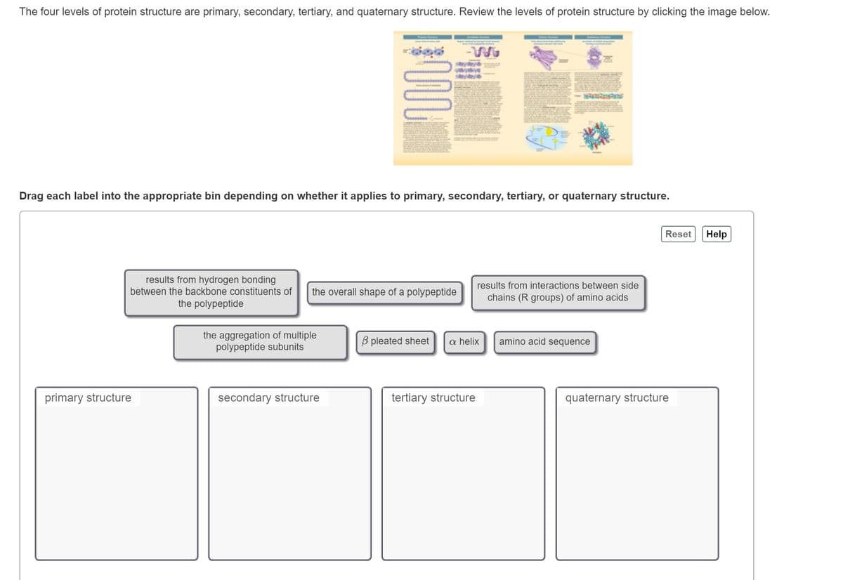 The four levels of protein structure are primary, secondary, tertiary, and quaternary structure. Review the levels of protein structure by clicking the image below.
Drag each label into the appropriate bin depending on whether it applies to primary, secondary, tertiary, or quaternary structure.
results from hydrogen bonding
between the backbone constituents of the overall shape of a polypeptide
the polypeptide
primary structure
www
the aggregation of multiple
polypeptide subunits
secondary structure
B pleated sheet
results from interactions between side
chains (R groups) of amino acids
a helix
tertiary structure
amino acid sequence
Reset
quaternary structure
Help