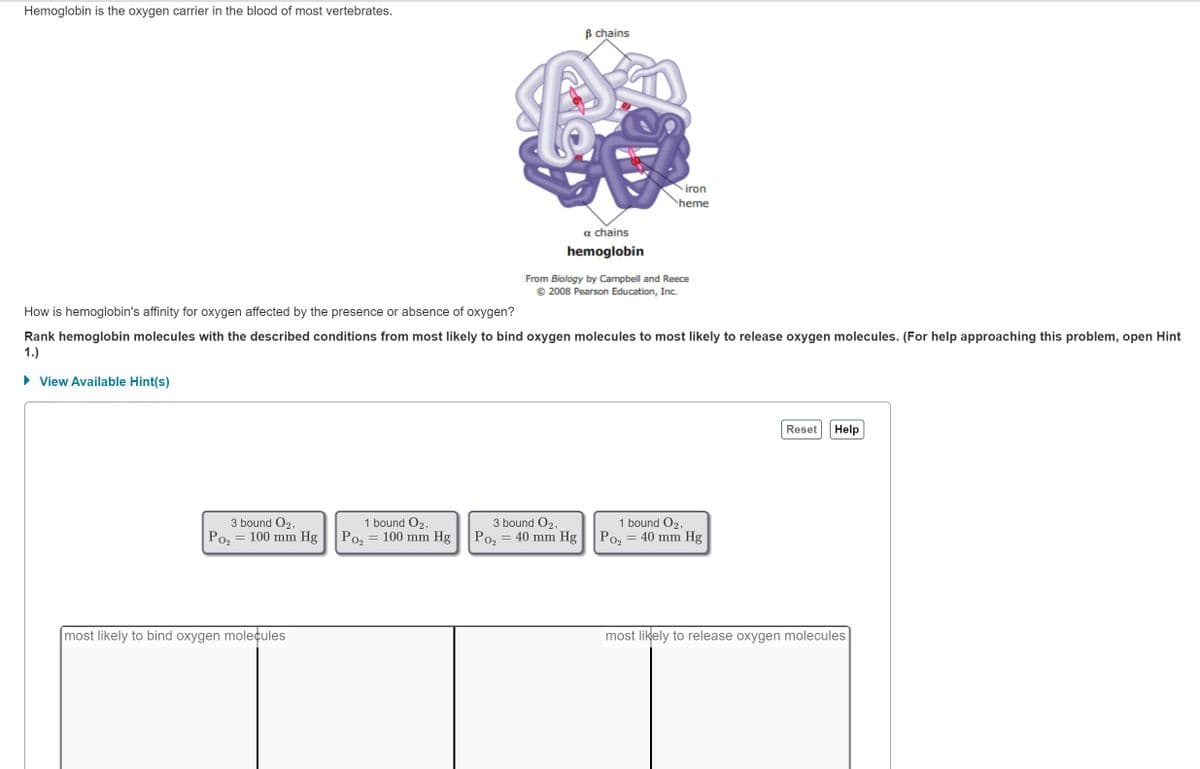 Hemoglobin is the oxygen carrier in the blood of most vertebrates.
3 bound O2,
PO₂
-
100 mm Hg
most likely to bind oxygen molecules
How is hemoglobin's affinity for oxygen affected by the presence or absence of oxygen?
Rank hemoglobin molecules with the described conditions from most likely to bind oxygen molecules to most likely to release oxygen molecules. (For help approaching this problem, open Hint
1.)
► View Available Hint(s)
1 bound O2,
Po₂ = 100 mm Hg
ß chains
$$
E
a chains
hemoglobin
3 bound O2,
PO₂ = 40 mm Hg
From Biology by Campbell and Reece
Ⓒ 2008 Pearson Education, Inc.
iron
heme
1 bound O2,
PO₂
=
40 mm Hg
Reset
Help
most likely to release oxygen molecules