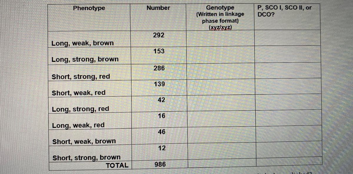 Phenotype
Long, weak, brown
Long, strong, brown
Short, strong, red
Short, weak, red
Long, strong, red
Long, weak, red
Short, weak, brown
Short, strong, brown
TOTAL
Number
292
153
286
139
42
16
46
12
986
Genotype
(Written in linkage
phase format)
(xyz/xyz)
P, SCO I, SCO II, or
DCO?
TET-7