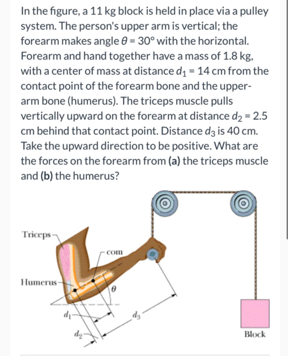 In the figure, a 11 kg block is held in place via a pulley
system. The person's upper arm is vertical; the
forearm makes angle 0 = 30° with the horizontal.
Forearm and hand together have a mass of 1.8 kg,
with a center of mass at distance d = 14 cm from the
contact point of the forearm bone and the upper-
arm bone (humerus). The triceps muscle pulls
vertically upward on the forearm at distance d2 = 2.5
cm behind that contact point. Distance d3 is 40 cm.
Take the upward direction to be positive. What are
the forces on the forearm from (a) the triceps muscle
and (b) the humerus?
Triceps –
Com
Humerus-
dz
Block
