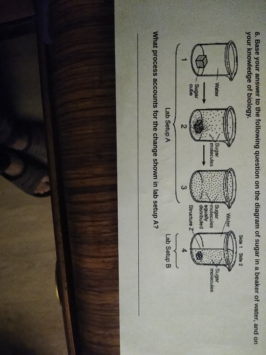 6. Base your answer to the following question on the diagram of sugar in a beaker of water, and on
your knowledge of biology.
1
Water
Sugar
cube
2
Sugar
molecules
3
Water
Sugar
molecules
equally
distributed
Structure Z
Lab Setup A
What process accounts for the change shown in lab setup A?
Side 1 Side 2
4
Lab Setup B
Sugar
molecules