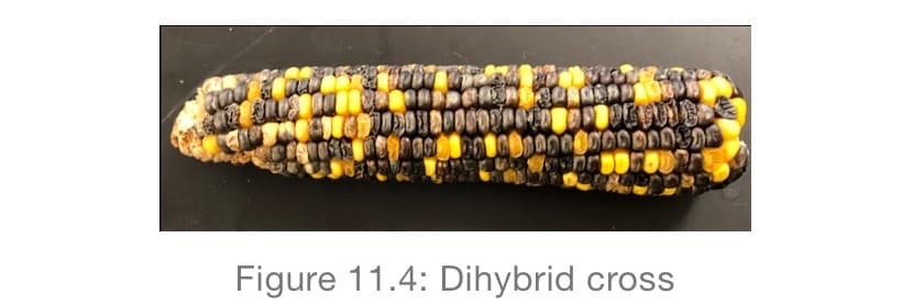 Figure 11.4: Dihybrid cross
