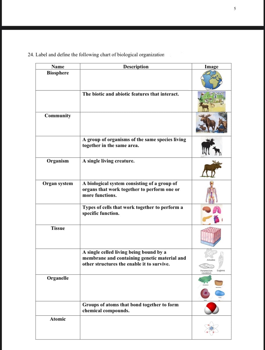 24. Label and define the following chart of biological organization
Name
Biosphere
Community
Description
The biotic and abiotic features that interact.
A group of organisms of the same species living
together in the same area.
Organism
A single living creature.
Organ system
Tissue
A biological system consisting of a group of
organs that work together to perform one or
more functions.
Types of cells that work together to perform a
specific function.
A single celled living being bound by a
membrane and containing genetic material and
other structures the enable it to survive.
Organelle
Atomic
Groups of atoms that bond together to form
chemical compounds.
Image
Amoeba
Paramecium Euglena
caudatum