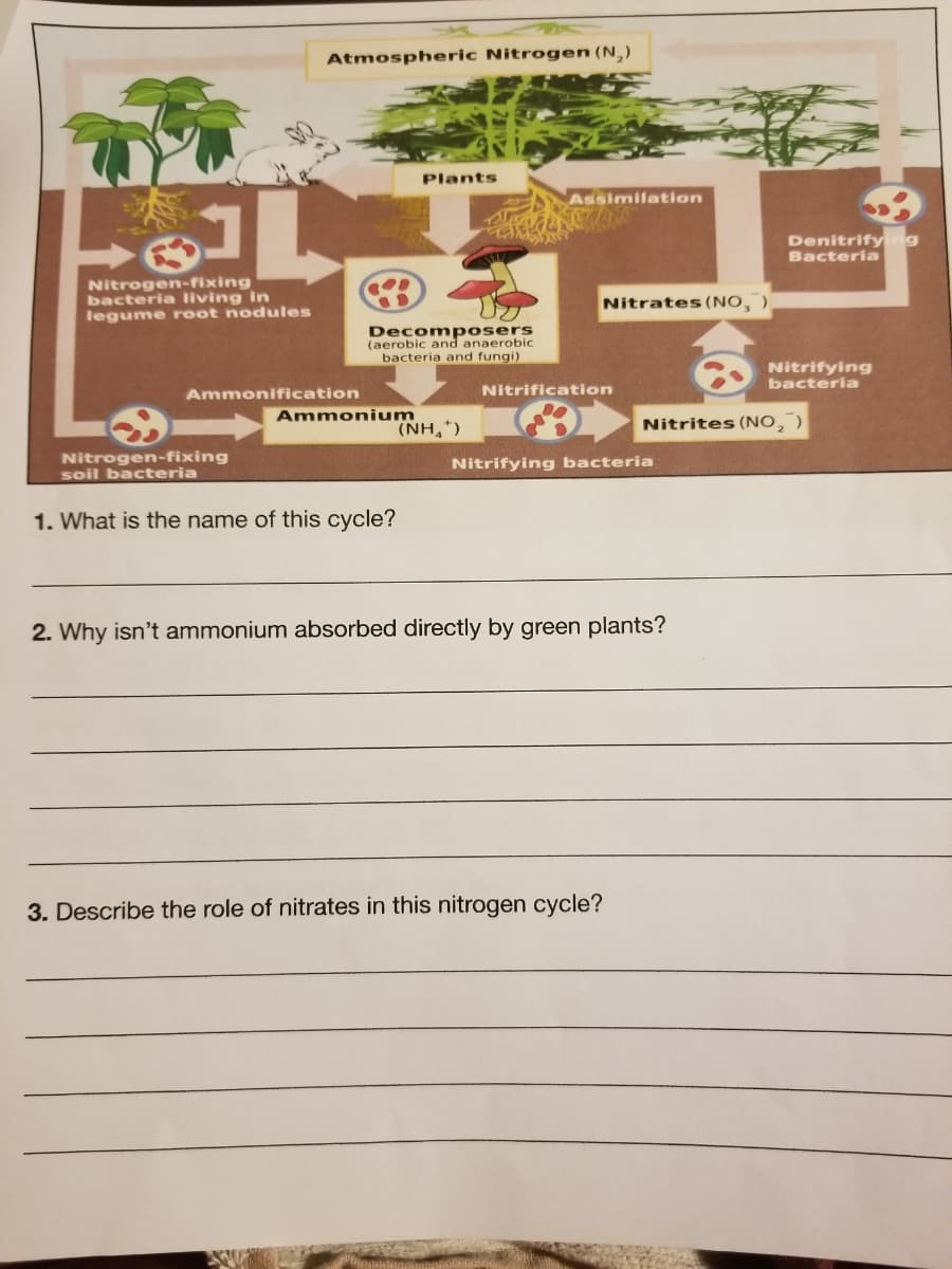 Atmospheric Nitrogen (N,)
Plants
Assimilation
Denitrifyng
Bacteria
Nitrogen-fixing
bacteria living in
legume root nodules
Nitrates (NO, )
Decomposers
(aerobic and anaerobic
bacteria and fungi)
Nitrifying
bacteria
Ammonification
Nitrification
Ammonium
(NH,)
Nitrites (NO, )
Nitrogen-fixing
soil bacteria
Nitrifying bacteria
1. What is the name of this cycle?
2. Why isn't ammonium absorbed directly by green plants?
3. Describe the role of nitrates in this nitrogen cycle?
