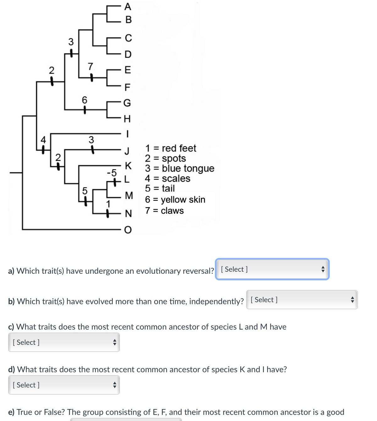 A
В
C
3
2
7
E
F
G
+
4
3
1 = red feet
2 = spots
K
3 = blue tongue
2
-5
4 = scales
= tail
6 = yellow skin
7 = claws
%3|
5
M
1
a) Which trait(s) have undergone an evolutionary reversal? [ Select ]
b) Which trait(s) have evolved more than one time, independently? [ Select ]
c) What traits does the most recent common ancestor of species L and M have
[ Select ]
d) What traits does the most recent common ancestor of species K and I have?
[ Select ]
e) True or False? The group consisting of E, F, and their most recent common ancestor is a good
CO
