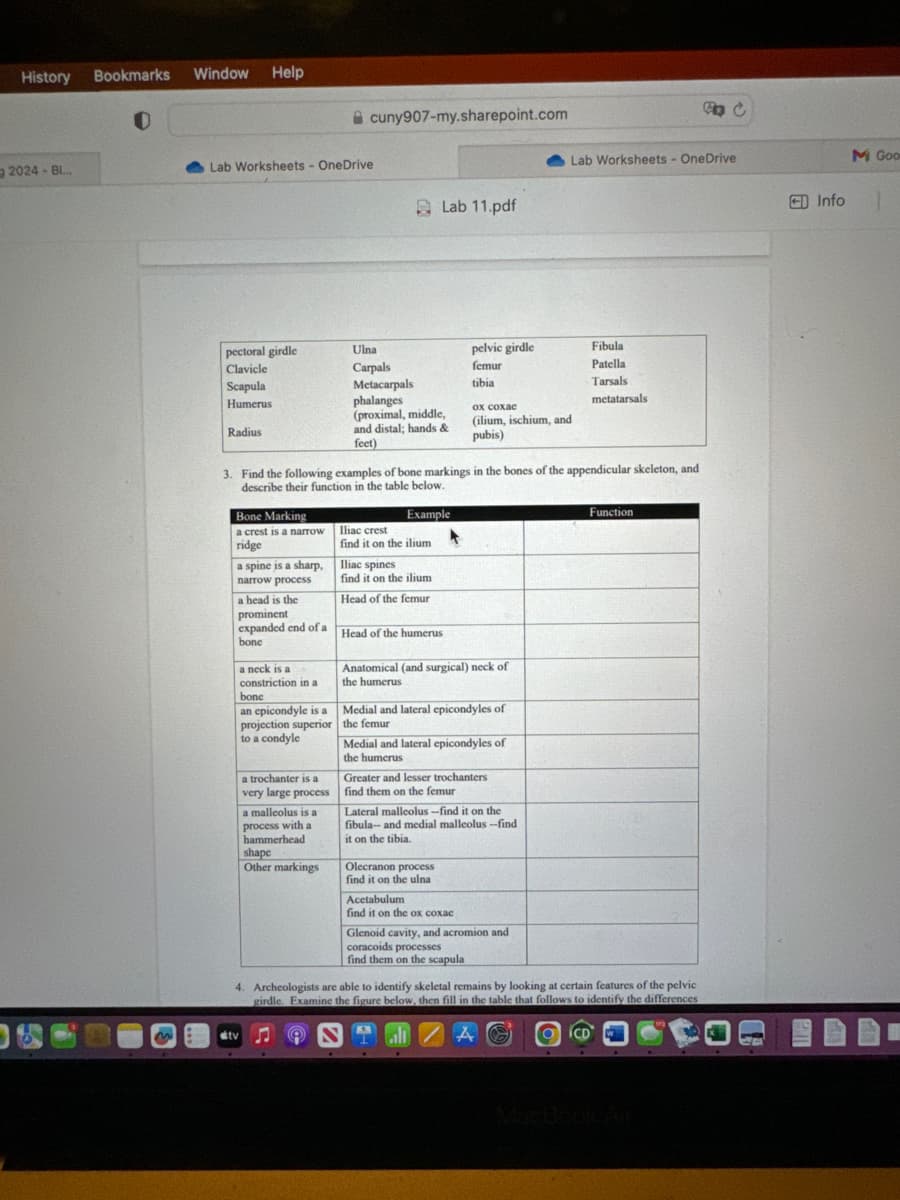 History Bookmarks Window Help
cuny907-my.sharepoint.com
C
2024-Bl...
Lab Worksheets - OneDrive
Lab Worksheets - OneDrive
M Goo
Lab 11.pdf
Info
pectoral girdle
Clavicle
Scapula
Humerus
Radius
Ulna
pelvic girdle
Fibula
Carpals
femur
Patella
Metacarpals
tibia
Tarsals
phalanges
metatarsals
ox coxae
(proximal, middle,
and distal; hands &
(ilium, ischium, and
feet)
pubis)
3. Find the following examples of bone markings in the bones of the appendicular skeleton, and
describe their function in the table below.
tv
Bone Marking
a crest is a narrow
ridge
Iliac crest
a spine is a sharp,
narrow process
a head is the
prominent
expanded end of a
bone
a neck is a
constriction in a
bone
an epicondyle is a
projection superior
to a condyle
a trochanter is a
very large process
a malleolus is a
process with a
hammerhead
shape
Other markings
Example
find it on the ilium
Iliac spines
find it on the ilium
Head of the femur
Head of the humerus
Anatomical (and surgical) neck of
the humerus
Medial and lateral epicondyles of
the femur
Medial and lateral epicondyles of
the humerus
Greater and lesser trochanters
find them on the femur
Lateral malleolus--find it on the
fibula- and medial malleolus --find
it on the tibia.
Olecranon process
find it on the ulna
Acetabulum
find it on the ox coxac
Glenoid cavity, and acromion and
coracoids processes
find them on the scapula
Function
4. Archeologists are able to identify skeletal remains by looking at certain features of the pelvic
girdle. Examine the figure below, then fill in the table that follows to identify the differences
alt
MacBook A