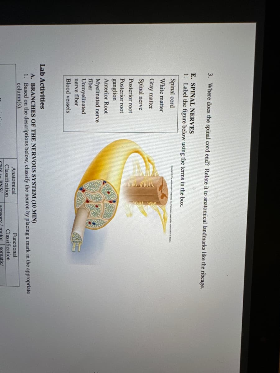 3. Where does the spinal cord end? Relate it to anatomical landmarks like the ribcage.
E. SPINAL NERVES
1. Label the figure below using the terms in the box.
Spinal cord
White matter
Gray matter
Spinal nerve
Posterior root
Posterior root
ganglion
Anterior Root
Myelinated nerve
fiber
Unmyelinated
nerve fiber
Blood vessels
The Mc+Compar
Lab Activities
A. BRANCHES OF THE NERVOUS SYSTEM (10 MIN)
1. Based on the descriptions below, classify the neuron by placing a mark in the appropriate
column(s).
Functional
Classification
Anatomical
Classification
CNS to PNS/
sensory/motor somatic/